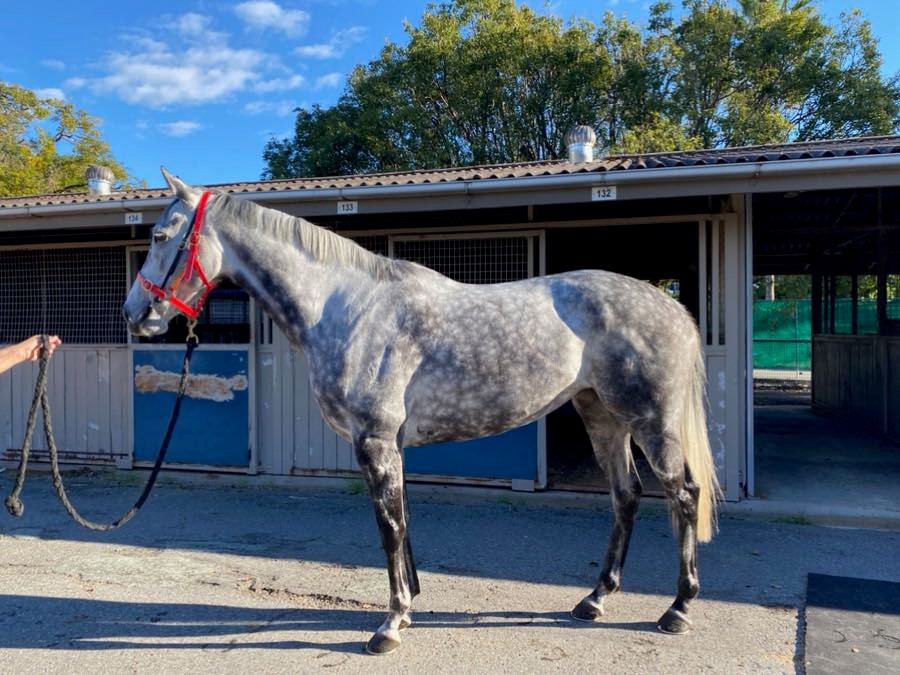 Read more about the article Former NZ Mare Arrives Safely in Melbourne