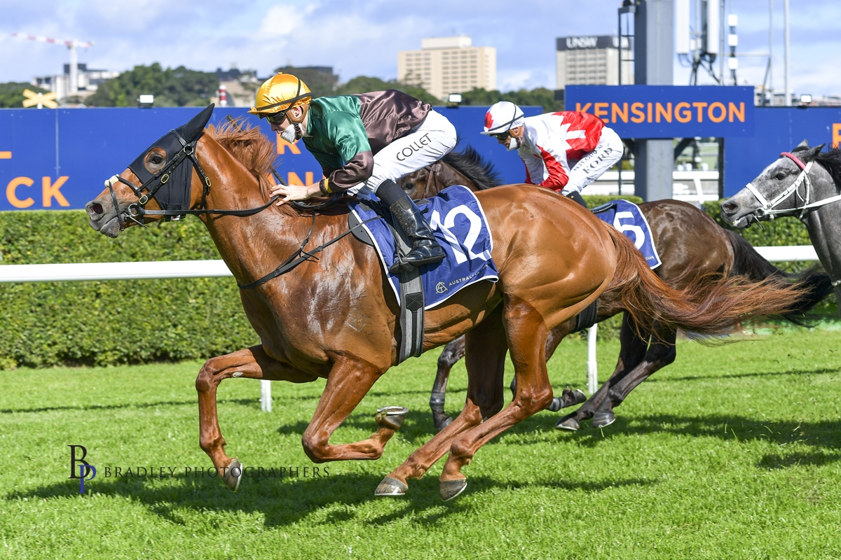 Read more about the article Stable Rose Blooms at Kensington
