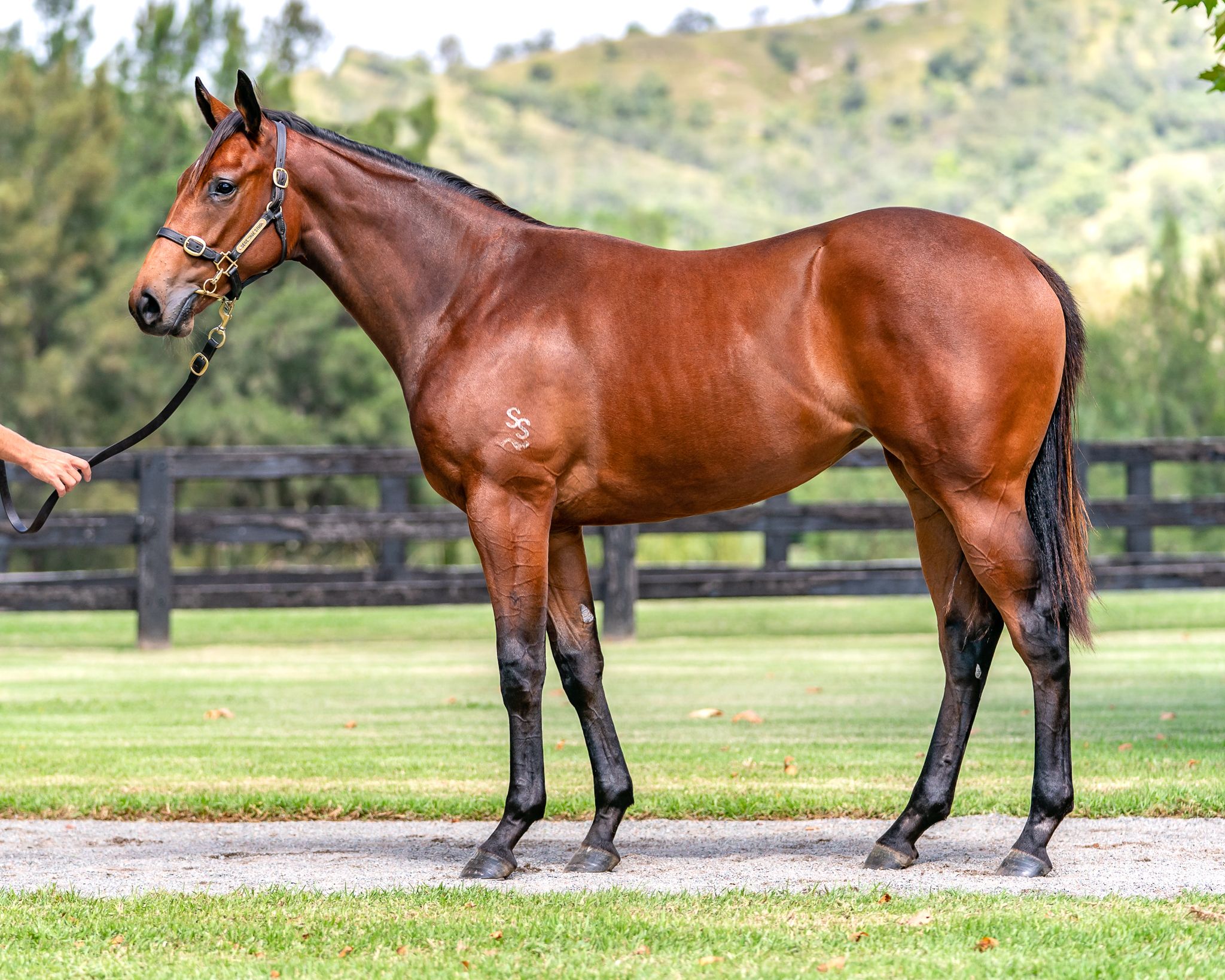 Read more about the article $2 Million Prize Money Awaits Away Game’s Half Sister