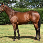 Contributer x Isle Du Cap shares available