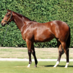 Exciting Opportunity in Per Incanto x Winter Sky Filly